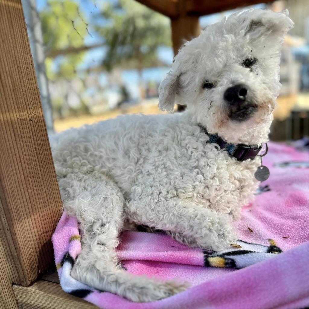 Max Mailman, an adoptable Poodle in Ramona, CA, 92065 | Photo Image 1