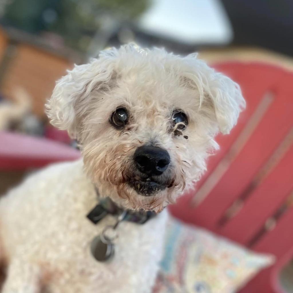 Max Mailman, an adoptable Poodle in Ramona, CA, 92065 | Photo Image 2