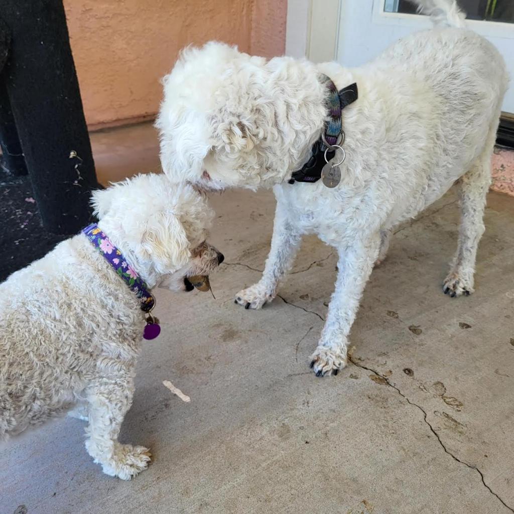 Max Mailman, an adoptable Poodle in Ramona, CA, 92065 | Photo Image 3