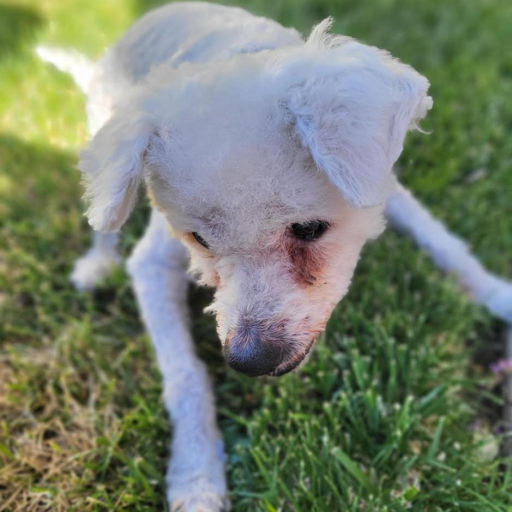Max Mailman, an adoptable Poodle in Ramona, CA, 92065 | Photo Image 3