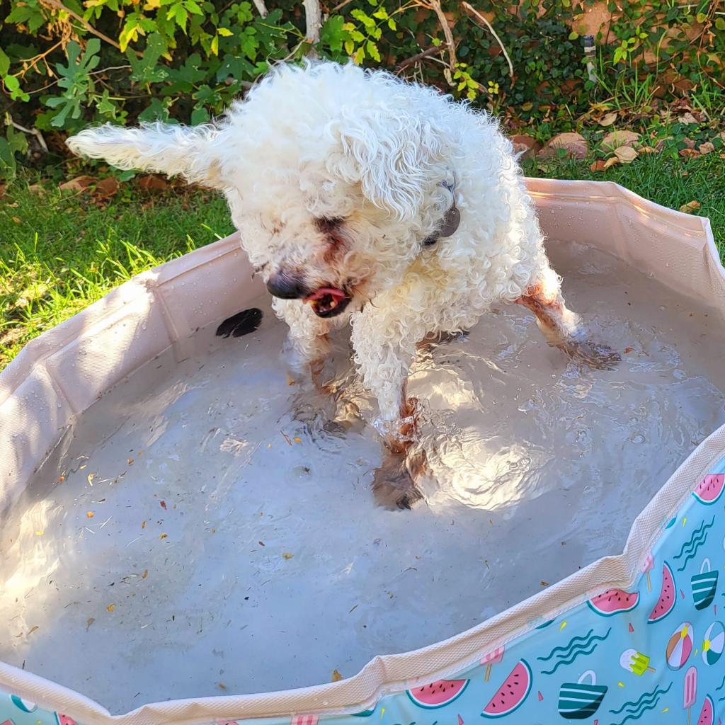 Max Mailman, an adoptable Poodle in Ramona, CA, 92065 | Photo Image 4