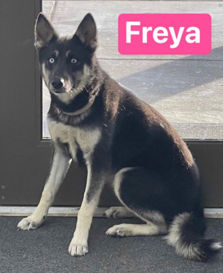 Freya 3
