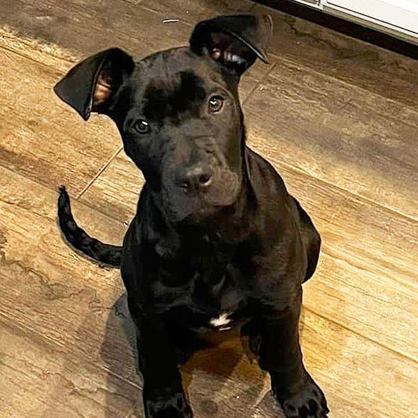 Arlo, an adoptable Boxer & Pit Bull Terrier Mix in Oklahoma City, OK_image-1