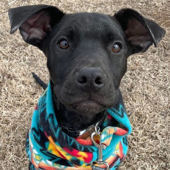 Arlo, an adoptable Boxer & Pit Bull Terrier Mix in Oklahoma City, OK_image-5