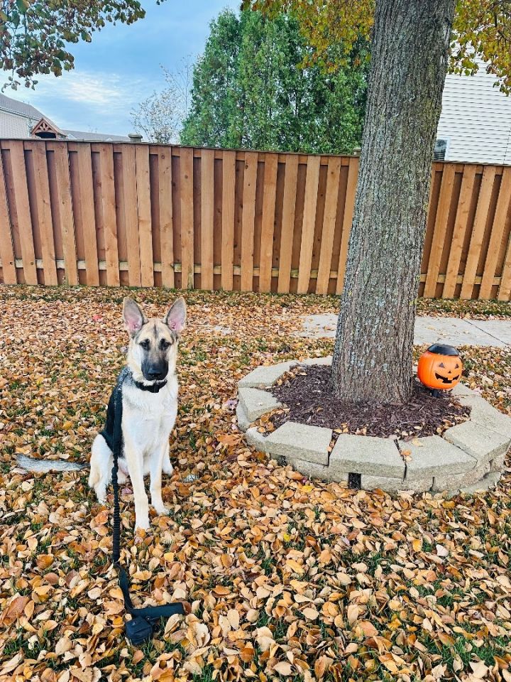 Ziva (Cassie), an adoptable German Shepherd Dog in Chicago, IL_image-5