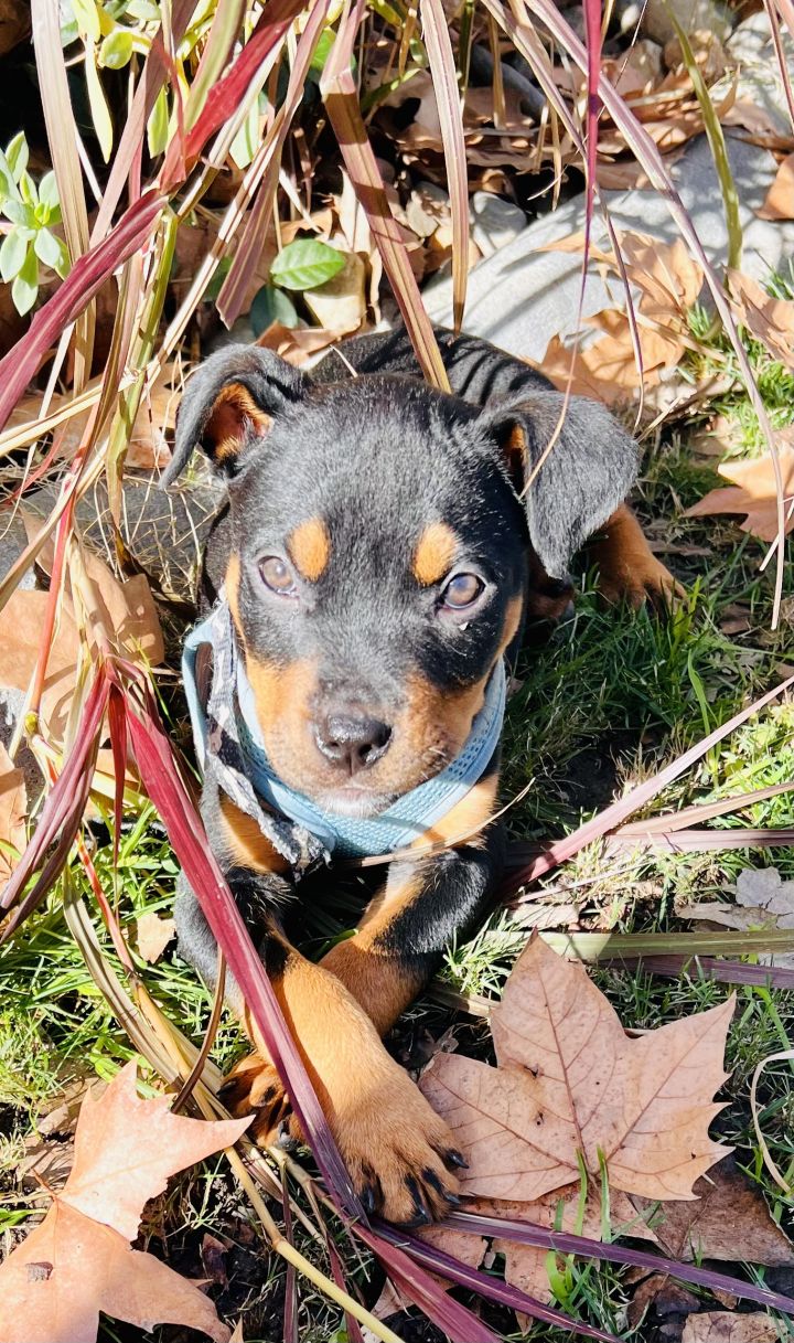 Pug rottweiler hot sale mix puppies