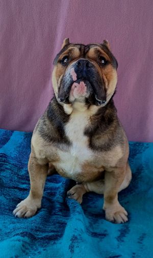 ET, Young Male American Bulldog