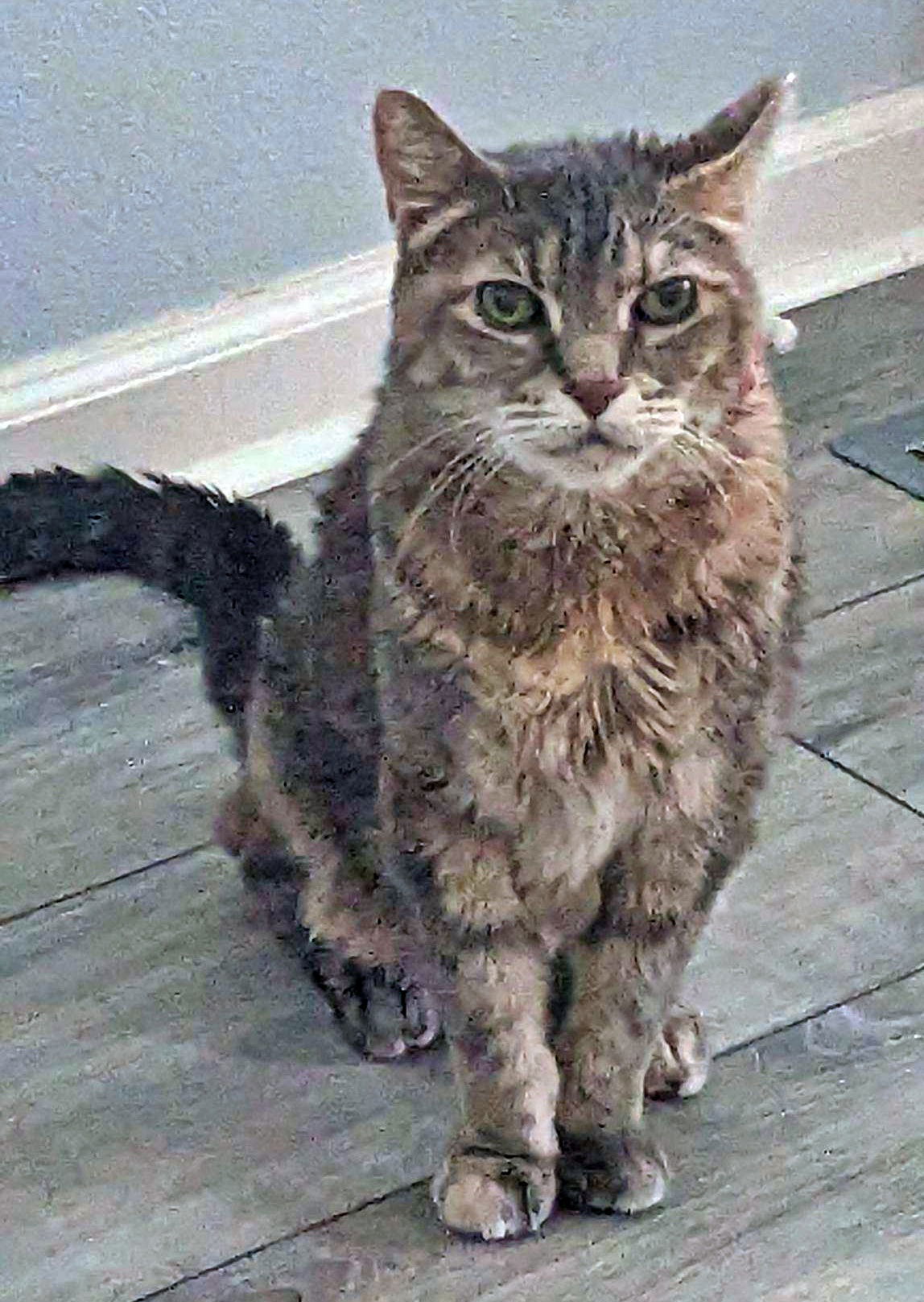 CASSANDRA - Offered by Owner, an adoptable Tortoiseshell, Torbie in Hillsboro, OR, 97123 | Photo Image 1