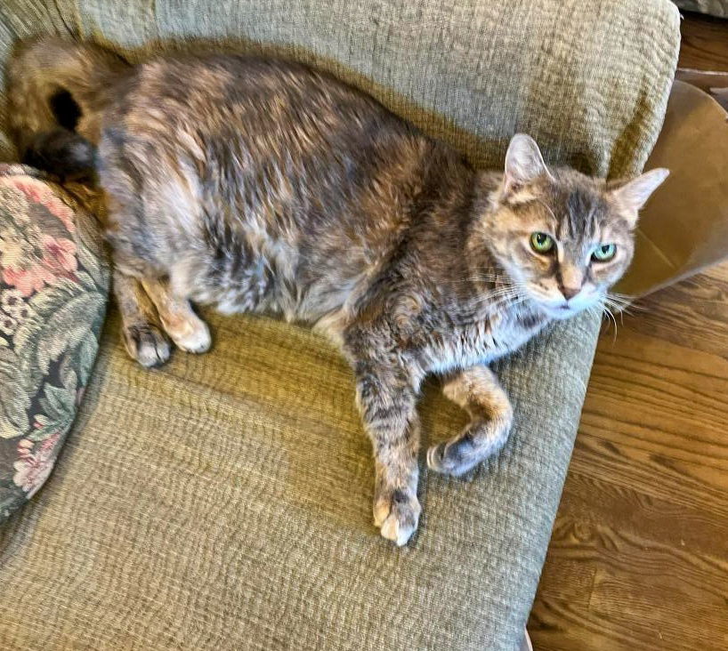 CASSANDRA - Offered by Owner, an adoptable Tortoiseshell, Torbie in Hillsboro, OR, 97123 | Photo Image 2