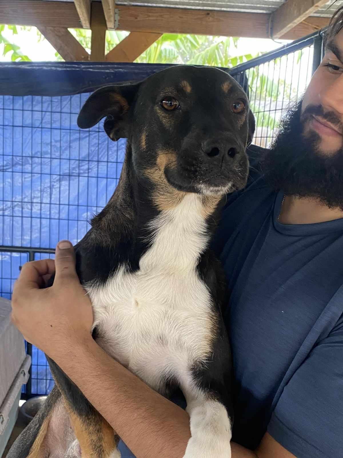 Dog for adoption Walter a Rat Terrier Mix in Shillington PA