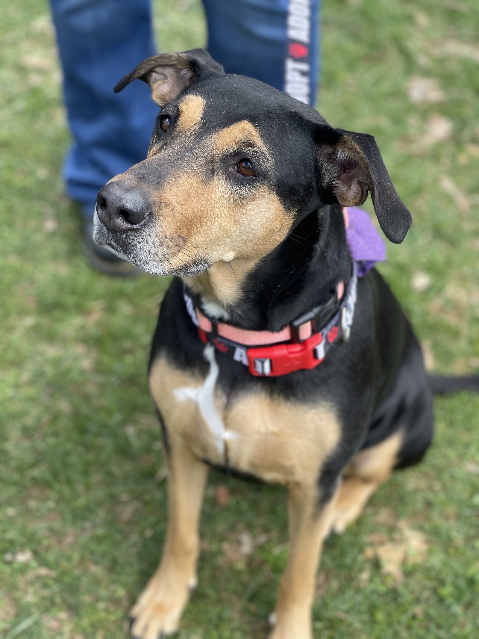 Roxy Furever Home Needed detail page