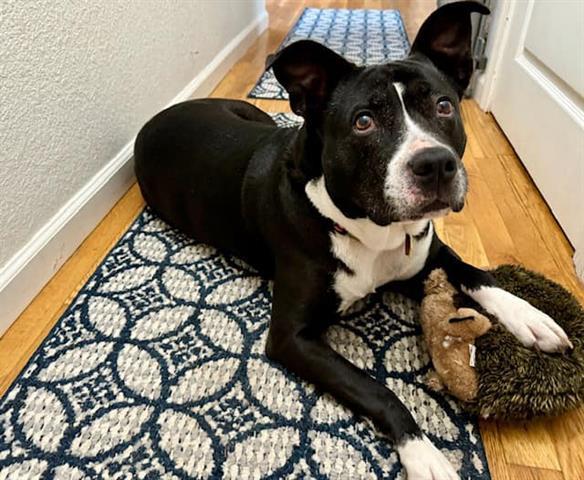 HOPE, an adoptable Pit Bull Terrier, Mixed Breed in McKinleyville, CA, 95519 | Photo Image 1