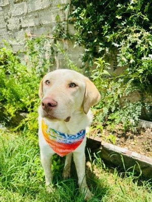 Guero Labrador Retriever Dog