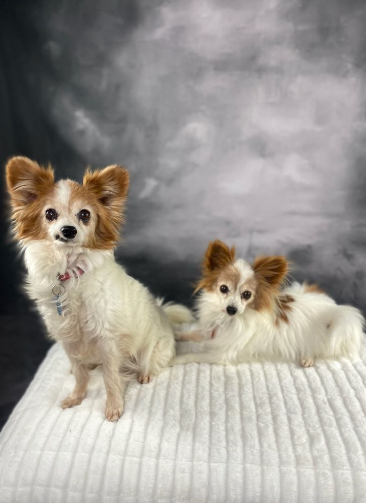 Petfinder papillon best sale