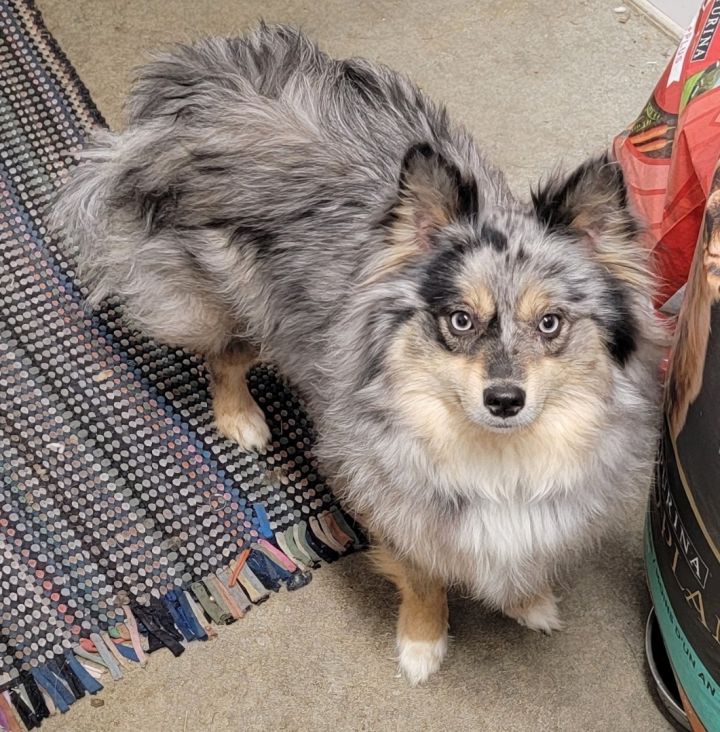Where Can I Adopt a Pomsky: Find Your Fuzzy Friend!