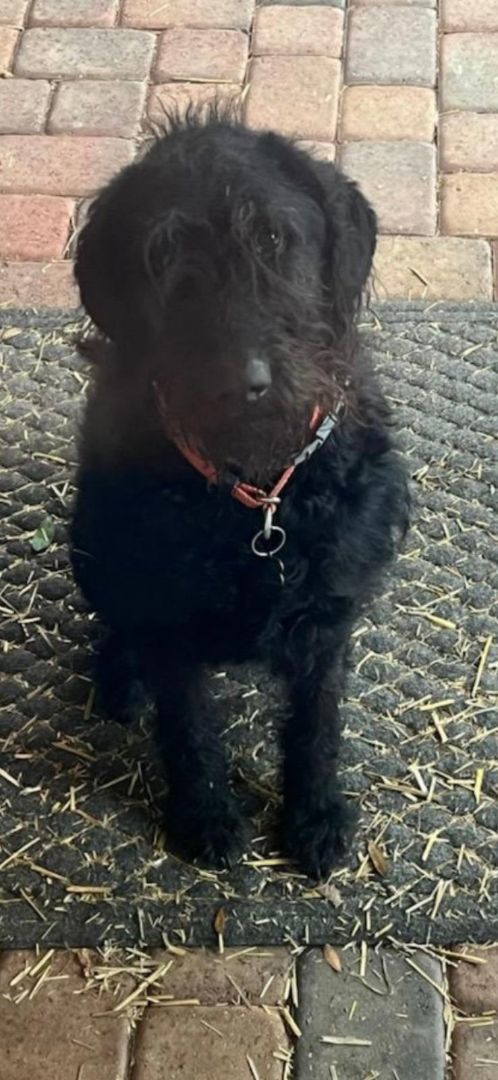 Petfinder sales giant schnauzer