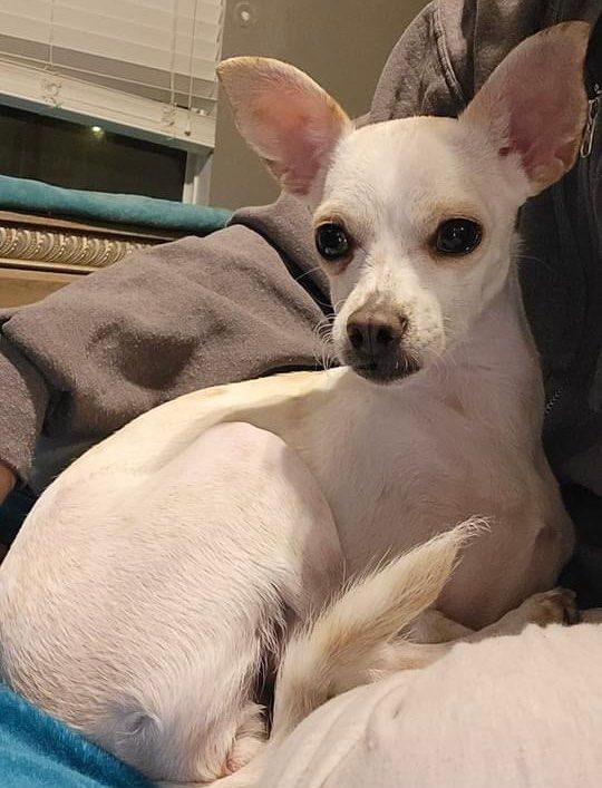 Dog for adoption Paris a Chihuahua in Agua Dulce CA Petfinder