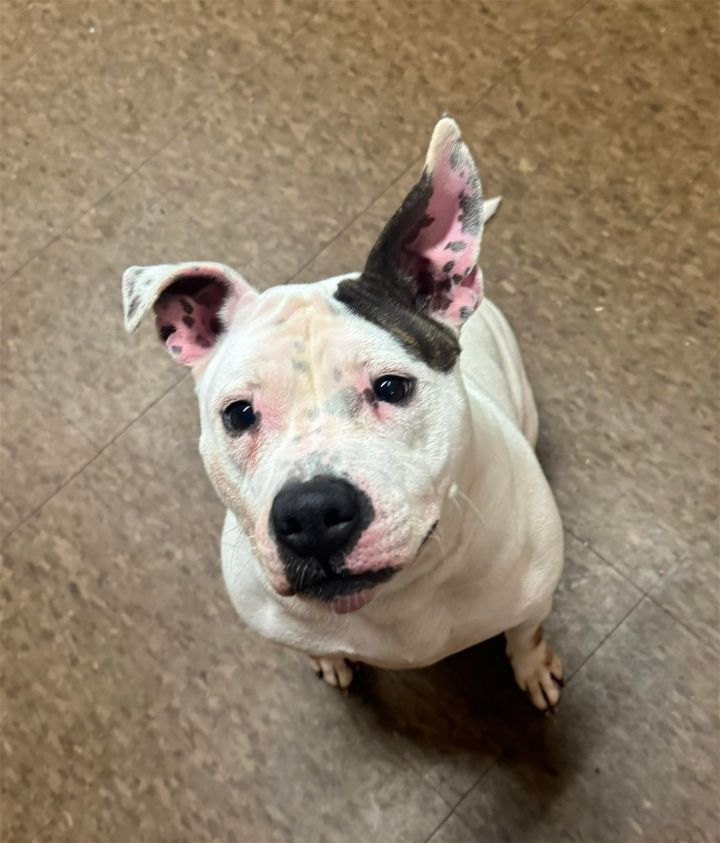 Dog for adoption - Dottie, a Staffordshire Bull Terrier Mix in Lockport ...