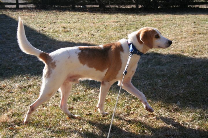 Dickens, an adoptable Treeing Walker Coonhound Mix in Breinigsville, PA_image-1