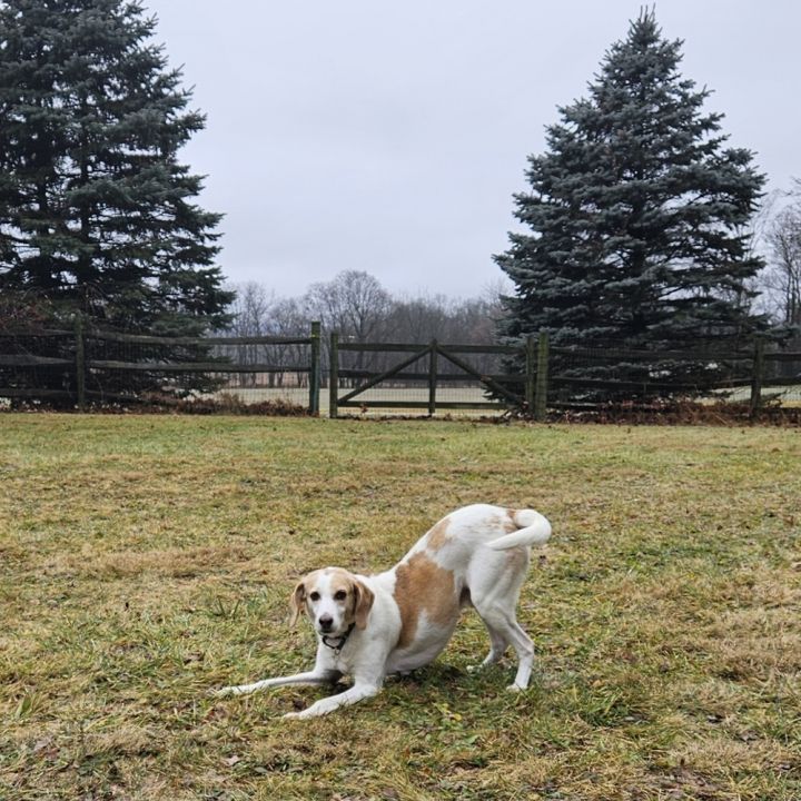 Dickens, an adoptable Treeing Walker Coonhound Mix in Breinigsville, PA_image-2