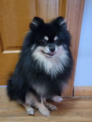 Petfinder pomeranian hot sale