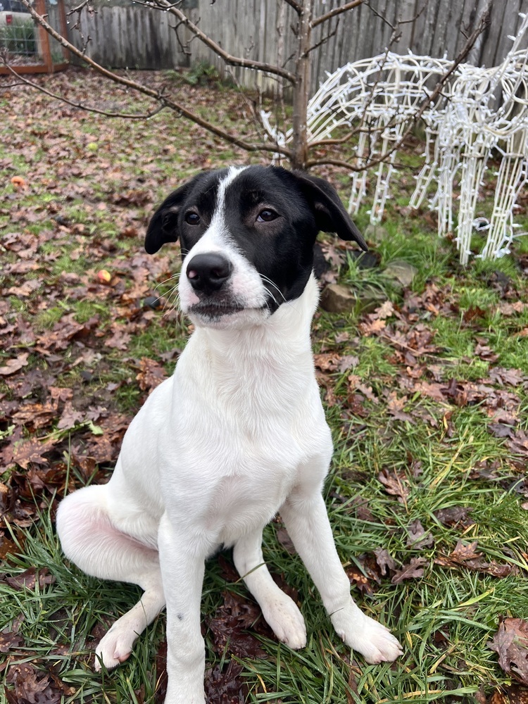Gus, an adoptable Border Collie in Eugene , OR, 97402 | Photo Image 2