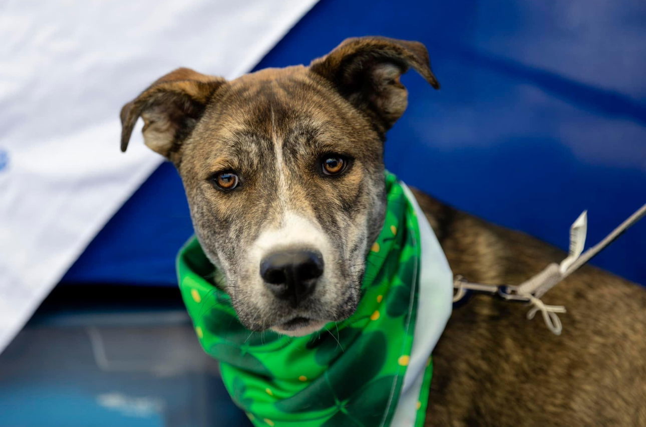 Moose, an adoptable Husky in Garner, NC, 27529 | Photo Image 1