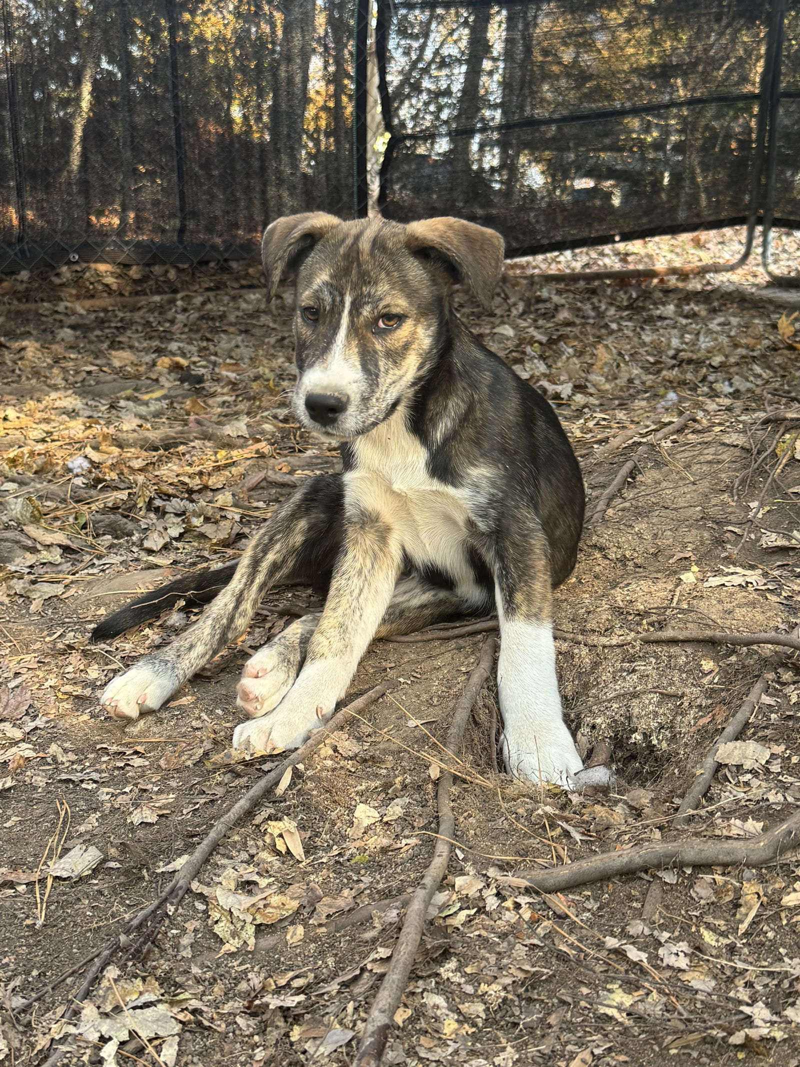 Moose, an adoptable Husky in Garner, NC, 27529 | Photo Image 2