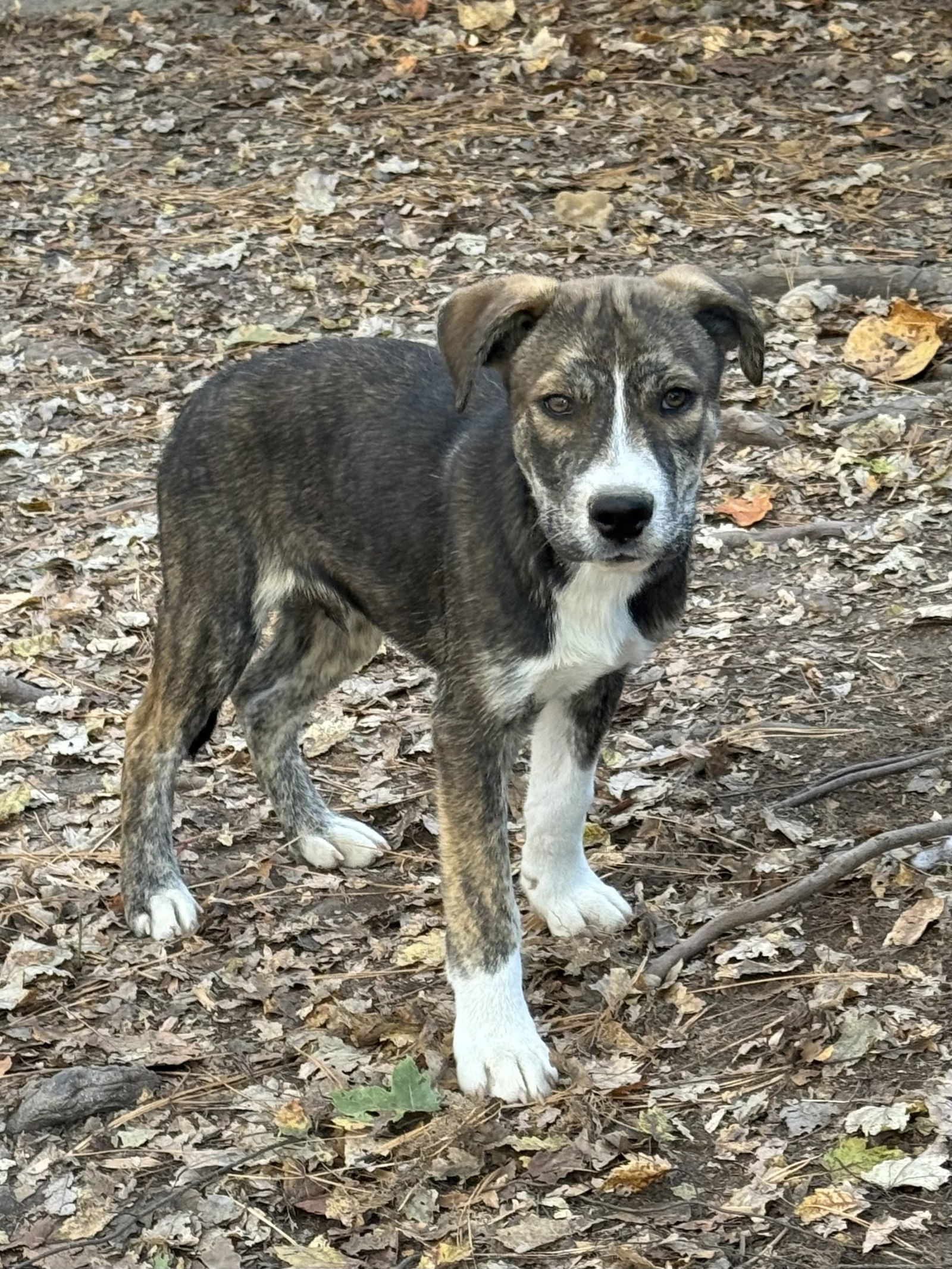 Moose, an adoptable Husky in Garner, NC, 27529 | Photo Image 3