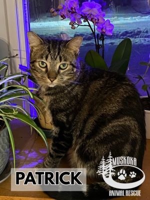 Lost 2024 pets muskoka