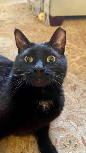 Nori is a 2 year old most stunning and sleek black panther He is a social fellow and enjoys meeting