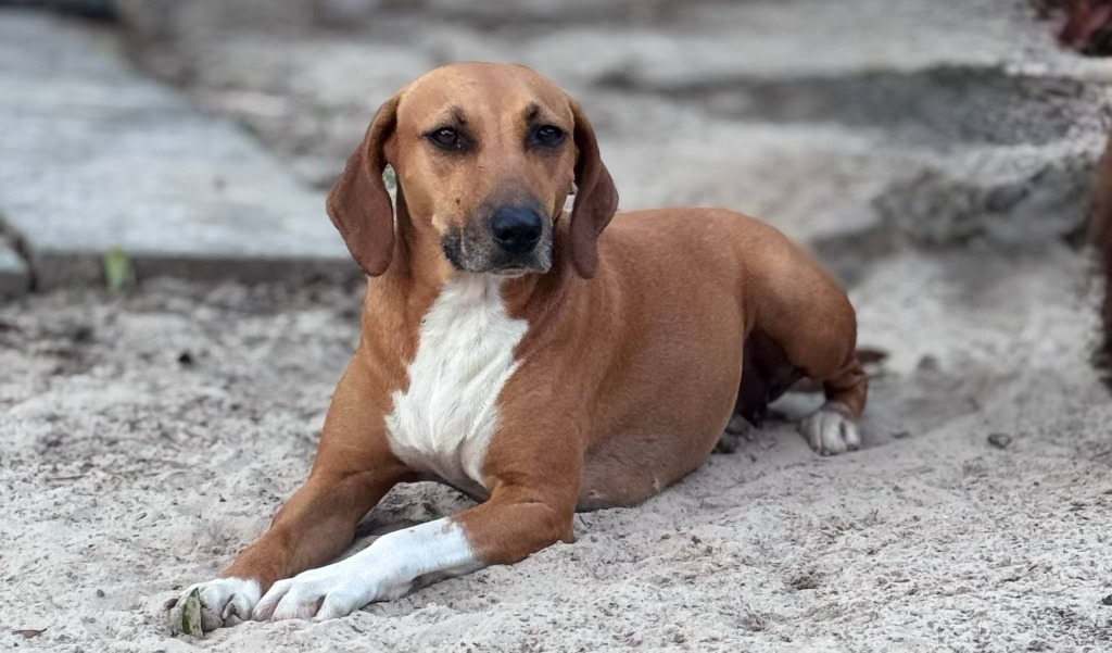 Presley, an adoptable Beagle, Mixed Breed in Waynesville, GA, 31566 | Photo Image 1