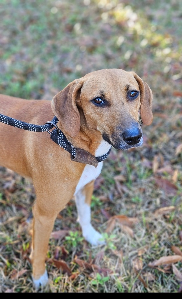 Presley, an adoptable Beagle, Mixed Breed in Waynesville, GA, 31566 | Photo Image 2