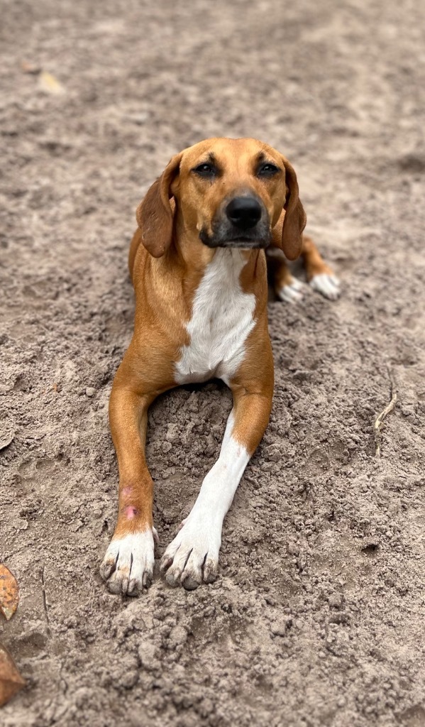 Presley, an adoptable Beagle, Mixed Breed in Waynesville, GA, 31566 | Photo Image 3