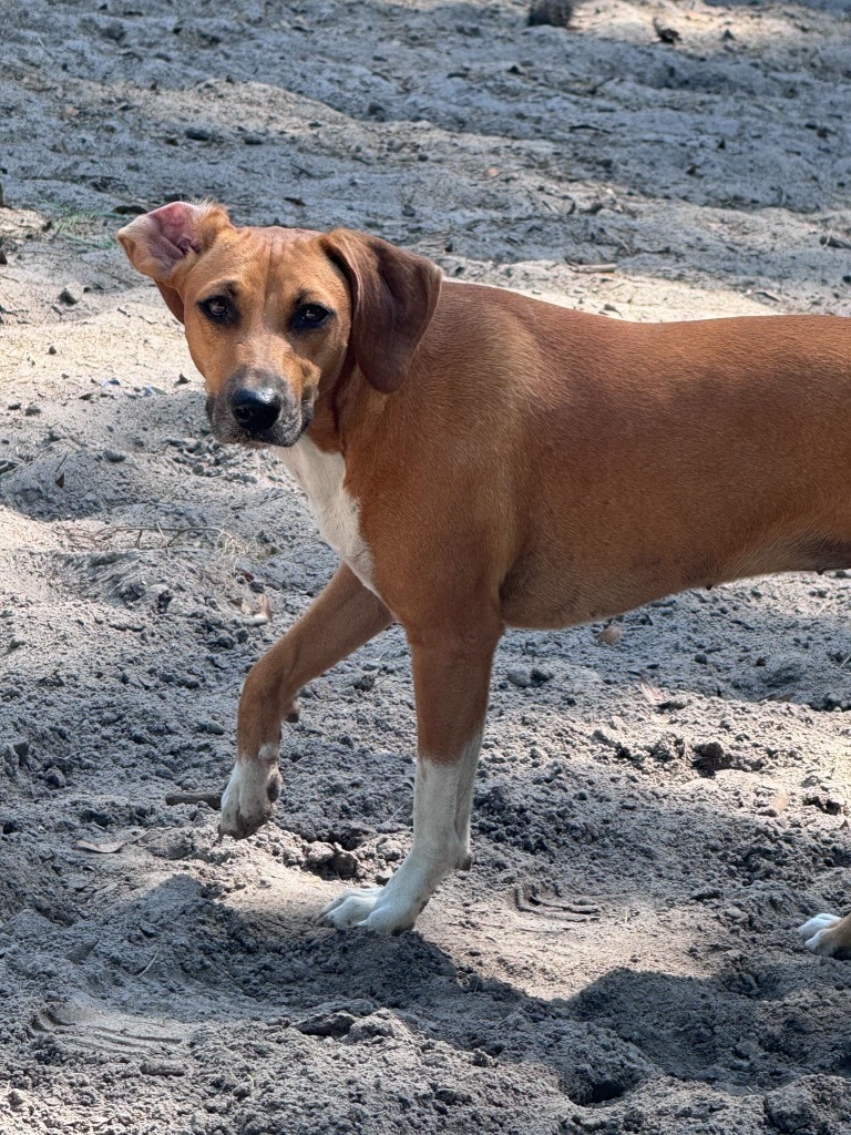 Presley, an adoptable Beagle, Mixed Breed in Waynesville, GA, 31566 | Photo Image 4