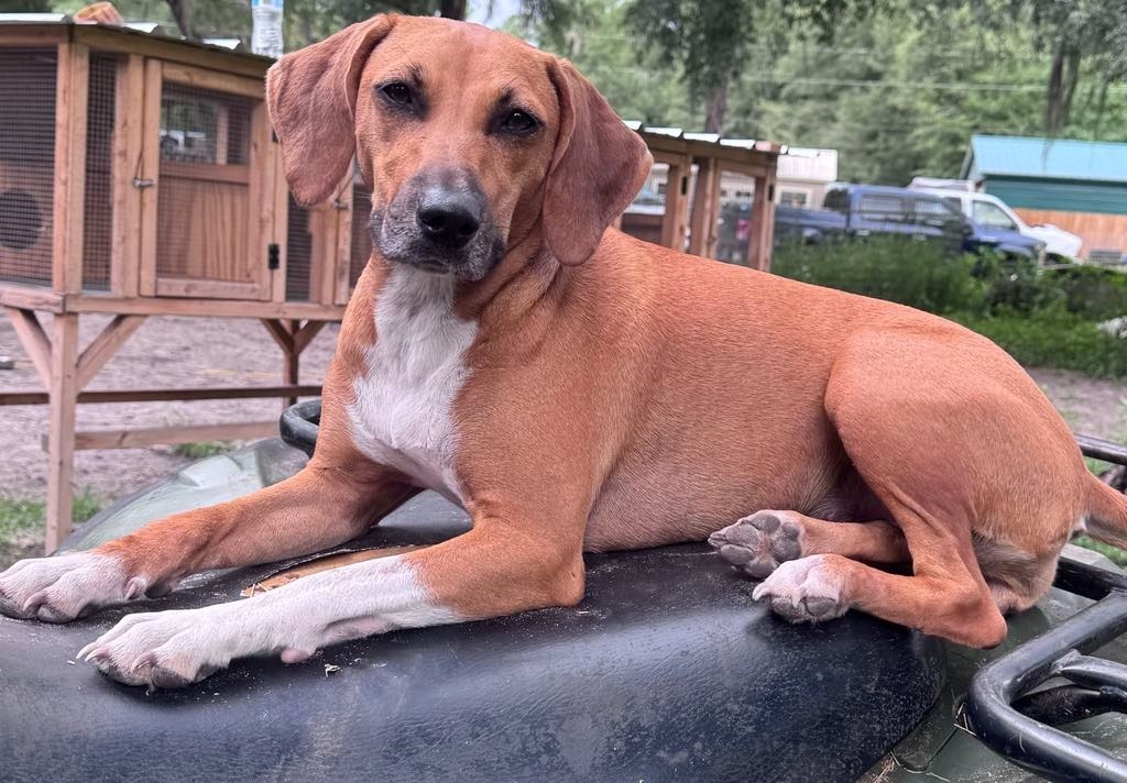 Presley, an adoptable Beagle, Mixed Breed in Waynesville, GA, 31566 | Photo Image 5