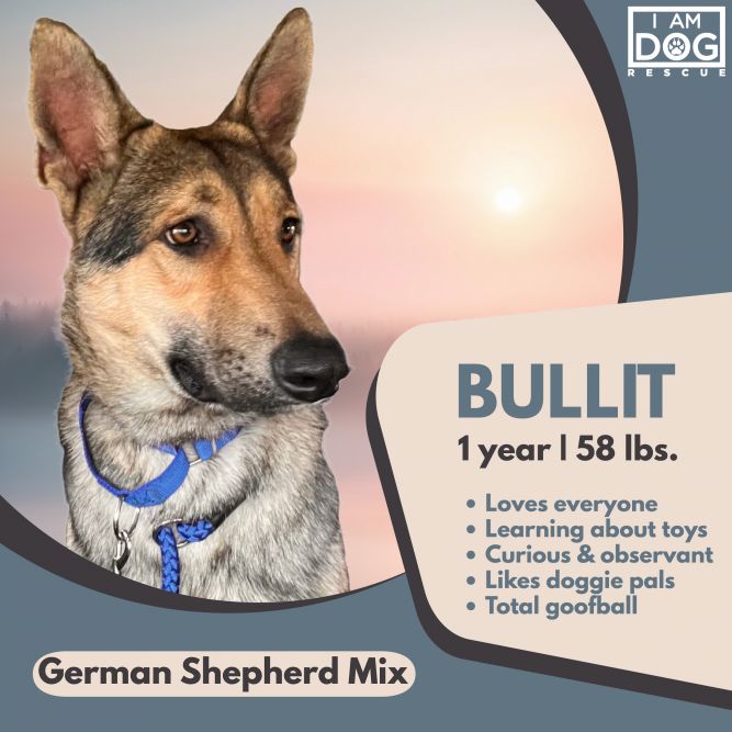 German shepherd 2024 cross rescue