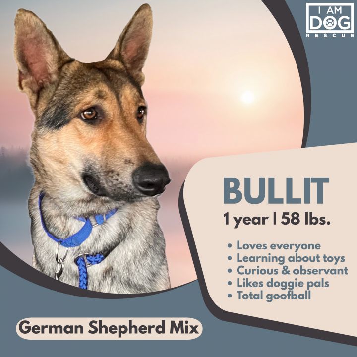 German best sale shepherd malamute