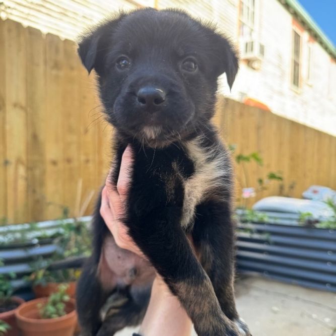 Dog for adoption - Poet, an Australian Shepherd Mix in New Orleans, LA ...