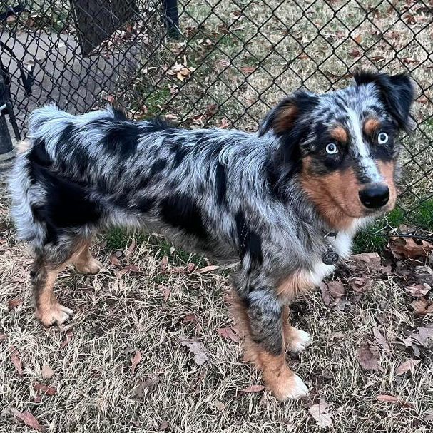 Australian shepherd 2024 mini adoption