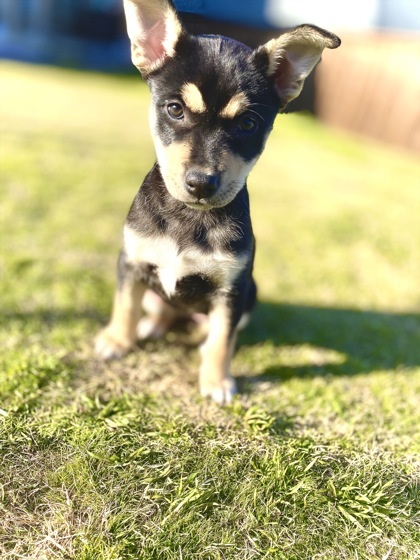 Rottweiler best sale cross chihuahua