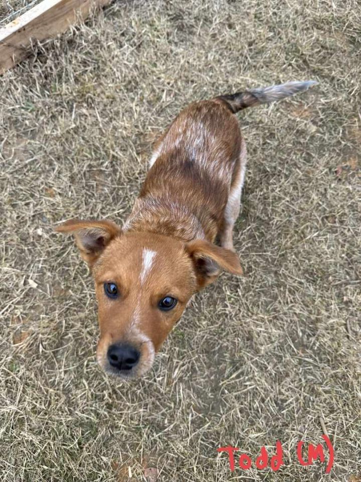 Dog for adoption - Todd, an Australian Cattle Dog / Blue Heeler Mix in ...