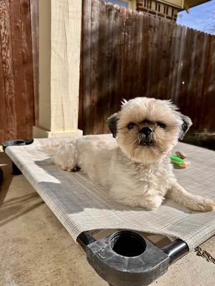 Petfinder best sale shih tzu