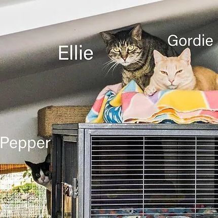 Cat for adoption Pepper Ellie Gordie PAIRED ADULTS FIP a