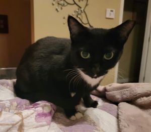 Mama Domino is a sweet loving cat once she gets used to her human but she takes