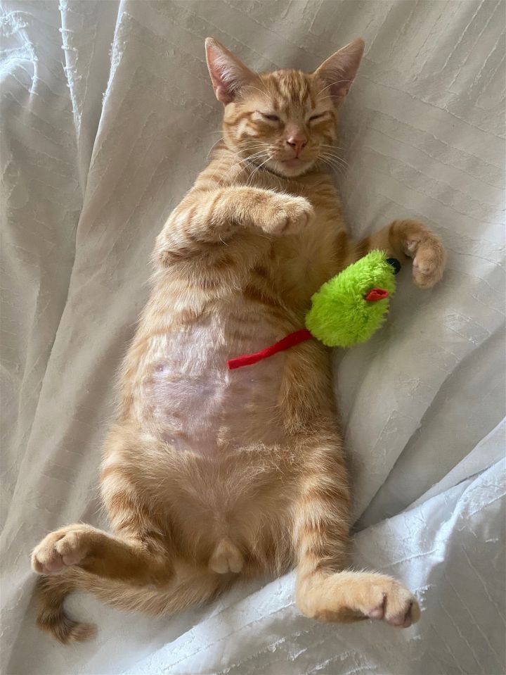 Rusty (Courtesy Post) 3