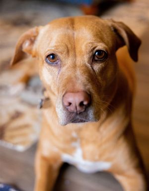 Animal Profile Chopper is an estimated 6-year-old 65 lb spayed female mixed breed likely bullycu