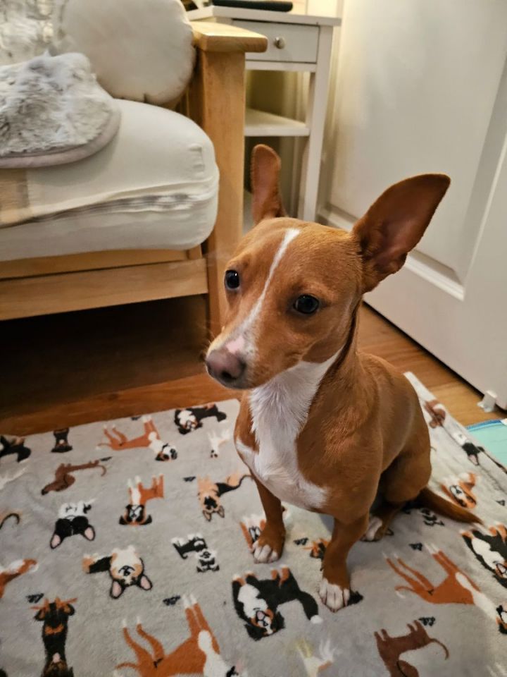 Basenji sales dachshund mix