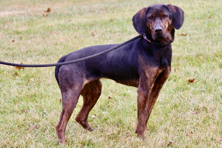 Plott hound hot sale bluetick mix