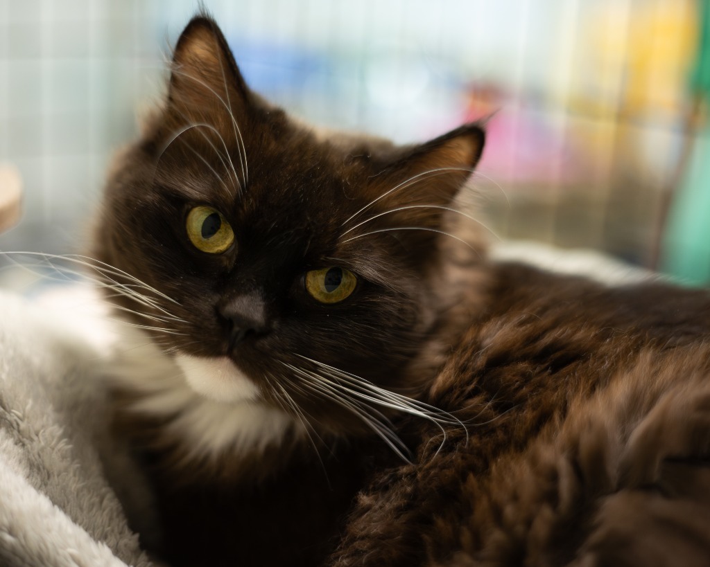 Lilly, an adoptable Domestic Long Hair, Ragdoll in Blountville, TN, 37617 | Photo Image 1